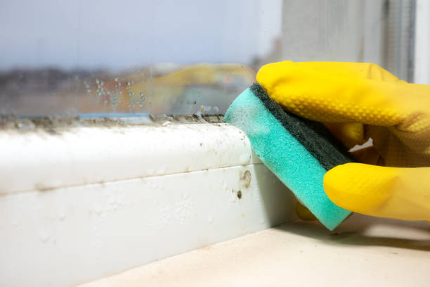 Mold Remediation for Vacation Homes in Palmerton, PA